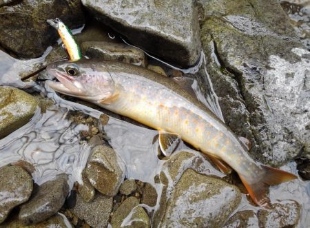 渓流ミノーイング